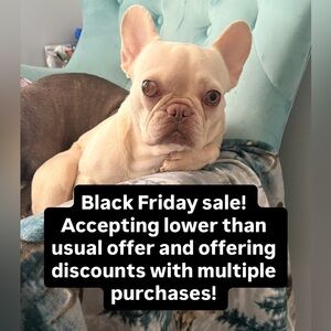 Adorable French Bulldog for attention!